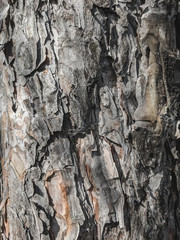 Atmospheric texture of natural wood bark