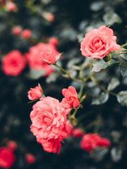 Pink rose flower in roses garden. Soft focus. Rosehip flower. Retro filtr