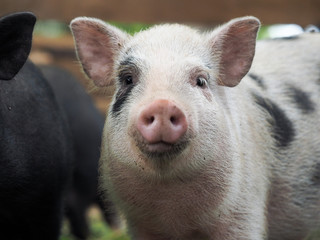 Pot-bellied pig. Portrait of a pig. The concept of breeding pigs, veterinary