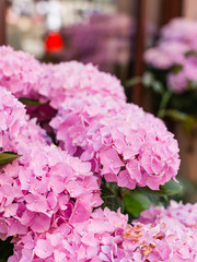 Flowering hortensia plant. Beautiful blooming of Macrophylla hydrangeas.