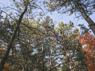  sky view sweeping trees in the forest