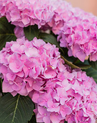 Flowering hortensia plant. Beautiful blooming of Macrophylla hydrangeas.