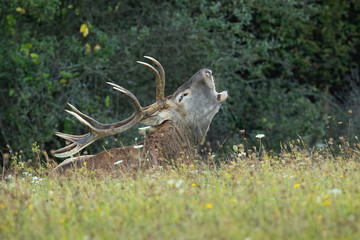 Adult dominant red deer stag, cervus elaphus, laying down and roaring on a green meadow with flowers in rutting season in autumn. Low angle view of male mammal animal in mating season in its territory