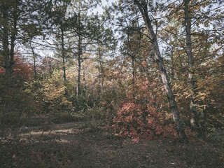 impenetrable thickets in a pine forest