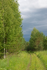 Natural landscape - forest way in sunny day