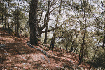 path in the forest
