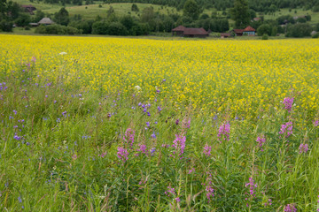 Natural landscape - near russian village in sunny day