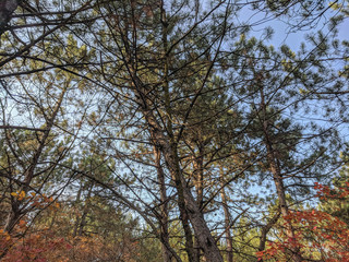 impenetrable thickets in a pine forest