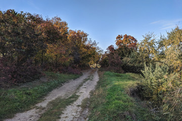 impenetrable thickets in a pine forest