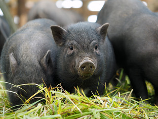 Pot-bellied pig. Portrait of a pig. The concept of breeding pigs, veterinary