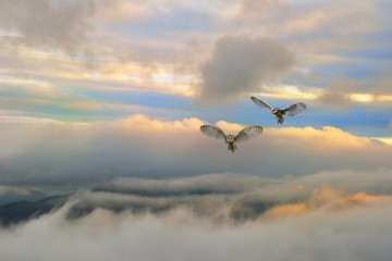 Fototapeta na wymiar Flying owls on the background of the sky.