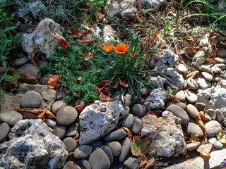 Gazania linearis among the stones in the central park