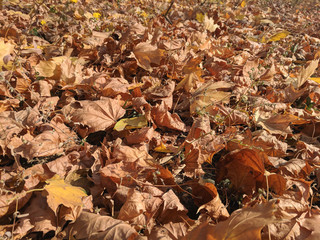  natural background of beautiful autumn leaves