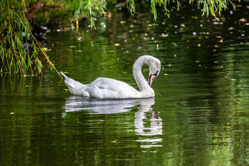 Fototapeta premium White swan in water