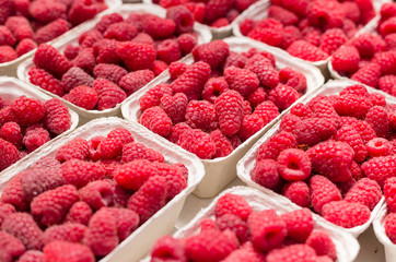 Fresh raspberry on a market in paper box containers. Photographed at an angle from above, a rich harvest