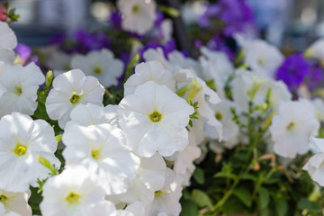Crimson colorful blooming Petunia flowers, Petunia hybrida