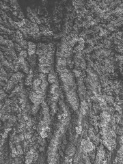 Atmospheric texture of natural wood bark
