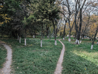 impenetrable thickets in a pine forest