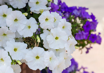 Crimson colorful blooming Petunia flowers, Petunia hybrida