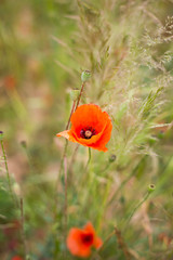 Flowers Red poppies bloom in the wild field. Natural Drugs - Opium Poppy. Glade of red wildflowers
