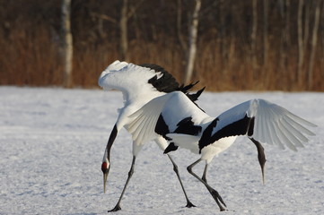 Dancing on snowfield, Japanese Cranes in Hokkaido, Japan　丹頂北海道