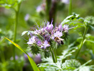 The bee sits on a lilac flower