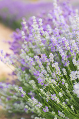 Closeup violet lavender flowers with bee on field. French lavender in the garden, soft light effect.