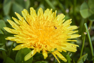 Close-up flower head in a garden in summer