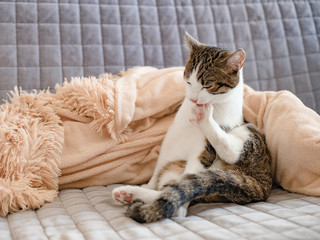 Cute cat licking his paw with funny emotions on background of room