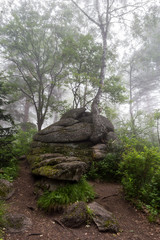 rock in the forest