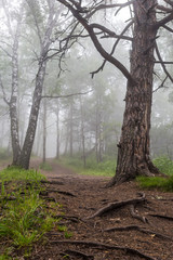 Obraz premium fog in the forest