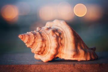 Conchiglia al tramonto