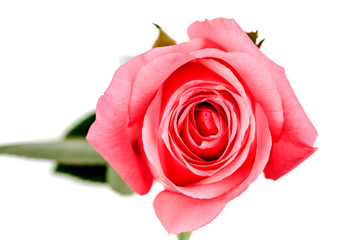 Roses and rose petals isolated on white background. photo design for beauty short and cosmetic mock up design element.