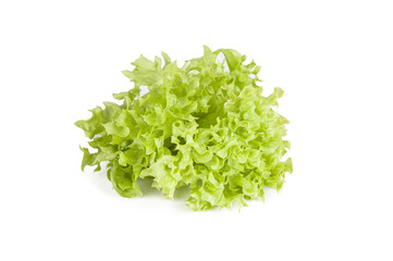 Ornamental lettuce on a white background