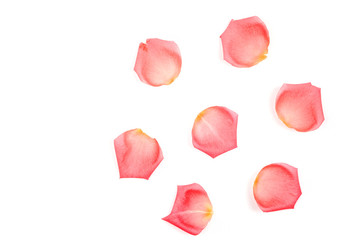 Roses and rose petals isolated on white background. photo design for beauty short and cosmetic mock up design element.