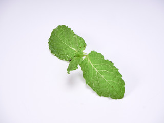 Mint leaves isolated on white background