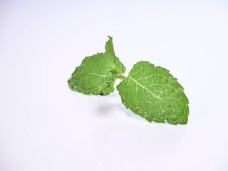 Mint leaves isolated on white background
