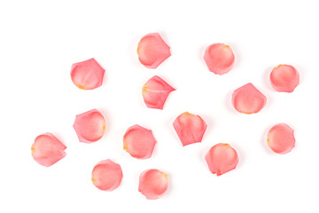 Roses and rose petals isolated on white background. photo design for beauty short and cosmetic mock up design element. 