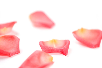 Fototapeta premium Roses and rose petals isolated on white background. photo design for beauty short and cosmetic mock up design element. 