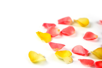 Roses and rose petals isolated on white background. photo design for beauty short and cosmetic mock up design element. 