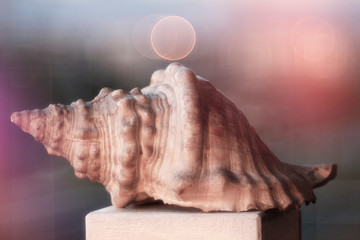 Conchiglia al tramonto