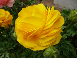 黄色い花(東京都)