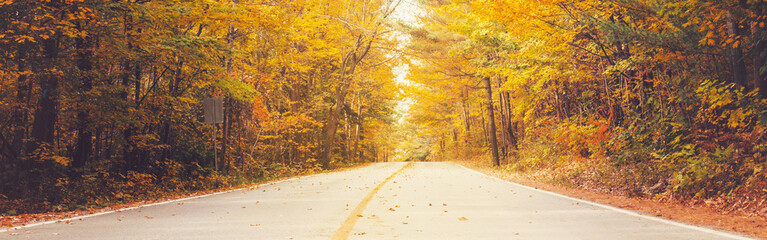 Empty road street in colorful autumn forest park with yellow orange red leaves on trees. Beautiful...