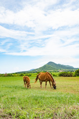 Fototapeta na wymiar 石垣島の馬