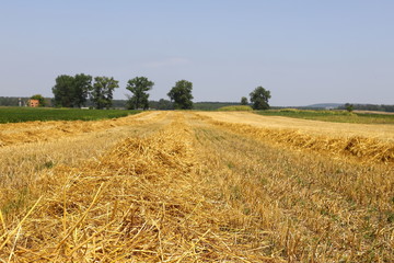 Fototapeta premium stubble of partially harvested wheat field in a wide rural landscape with blue and white sky
