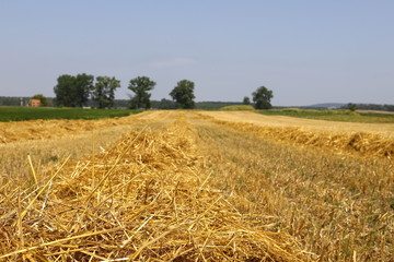 stubble of partially harvested wheat field in a wide rural landscape with blue and white sky