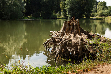 Big tree stump on the lake in forest
