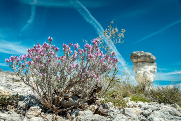 Rosemary and Rocks of Les Mourres Forcalquier