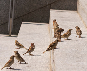 eine Gruppe von Spatzen sitzen auf einer Berliner Treppe und warten auf Futter