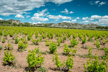 Fototapeta na wymiar Vineyards of Provence